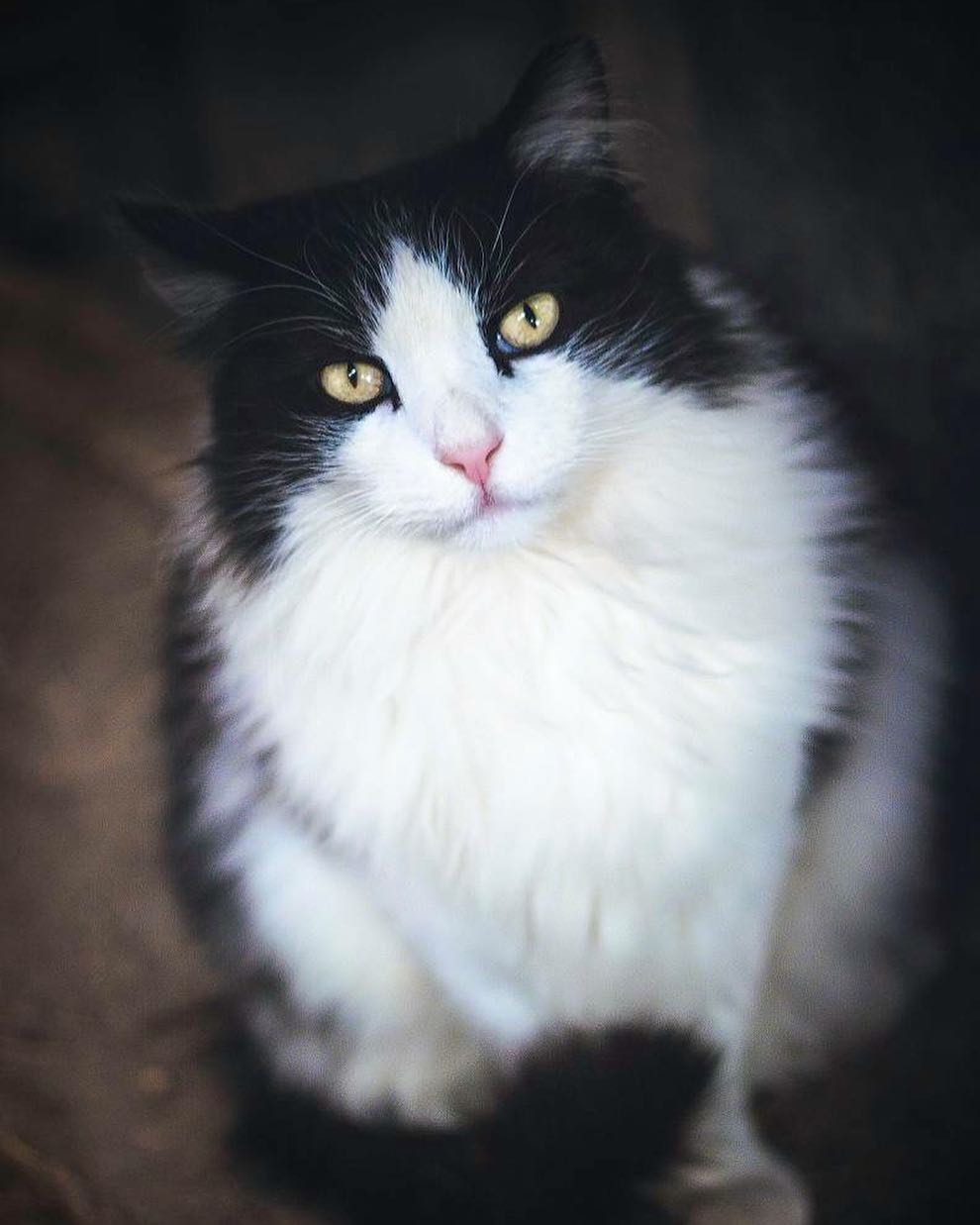 Dong - Black and White Longhair Cat